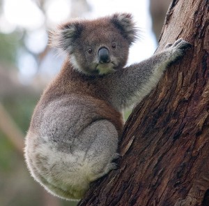 800px-koala_climbing_tree.jpg